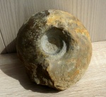Rondiceras milaschevici (Nikitin)