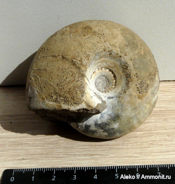 Rondiceras, Cadoceras, Rondiceras tcheffkini