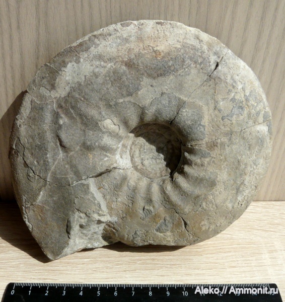 Craspedites, Craspedites subditus