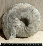 Craspedites subditus (Trautschold)
