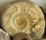 Indosphinctes choffati (Parona et Bonarelli)