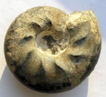 Craspedites parakaschpuricus