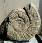 Taimyrosphinctes samarensis (Lemann, 1905)