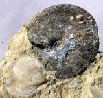 Garniericeras subclypeiforme