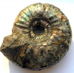 Craspedites subditoides (Nikitin)