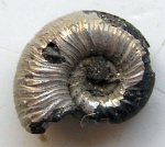 Mirosphinctes sp.