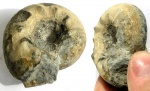 Craspedites milkovensis (Stremooukhov, 1892)