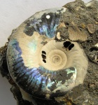 Kachpurites cheremkhensis Mitta, 1999