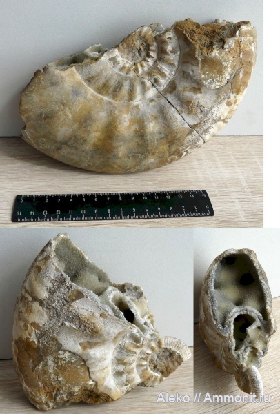 Proplanulites
