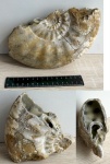 Proplanulites aff. majesticus