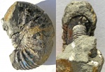 Surites kozakowianus (Bogoslovsky)