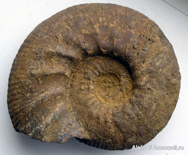 Kepplerites, Kepplerites curtilobus