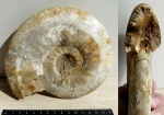 Proplanulites irinae Guljaev, 2001
