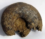 Kepplerites trichophorus