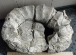 Tropaeum sp.