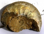 Subcraspedites suprasubditus
