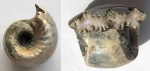 Erymnoceras doliforme