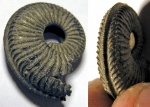 Amoeboceras regulare