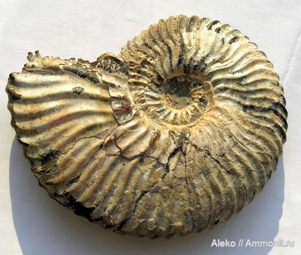 Deshayesites, Deshayesites latilobatus