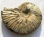 Deshayesites latilobatus (Sinzow, 1909)