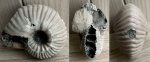Eboraciceras sutherlandiae (Murchison)