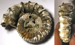 Peltoceras schroederi  Prieser, 1937