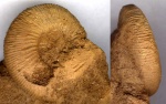 Kepplerites (Toricellites) lahuseni