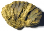 Kosmoceras bizeti (фрагмент)