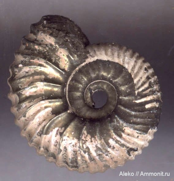 Eichwaldiceras