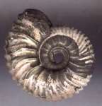 Eichwaldiceras sp.