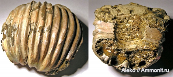 Pavloviceras, Pavloviceras pavlowi