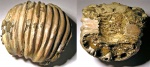 Pavloviceras pavlowi