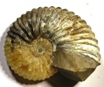 Deshayesites volgensis Sasonova, 1958
