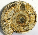 Speetoniceras ?versicolor