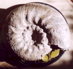 Erymnoceras coronatum