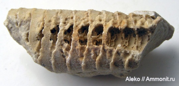 Loxoceras, Actinocerida, Loxoceras breynii