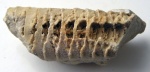 Loxoceras breynii (Martin, 1809)