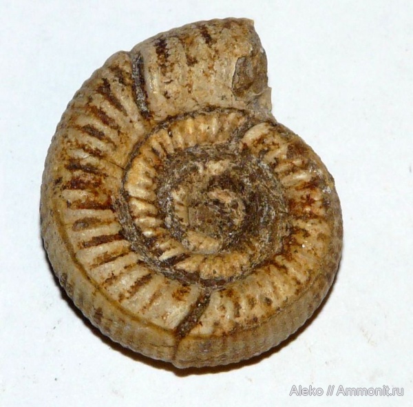 Alligaticeras