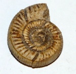 Alligaticeras sp.