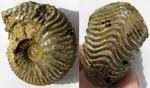 Goliathiceras goliathum