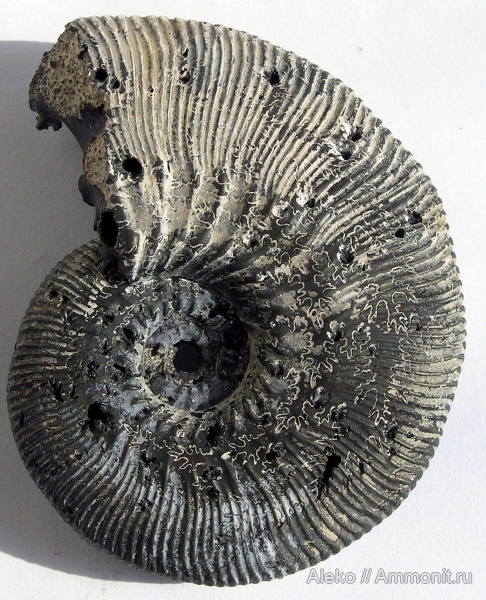 Kosmoceras, Kosmoceras interpositum