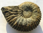 Lomonossovella lomonossovi