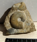 Kosmoceras enodatum enodatum