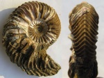 Cardioceras costicardia