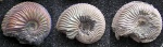 Cardioceras lahuseni Maire