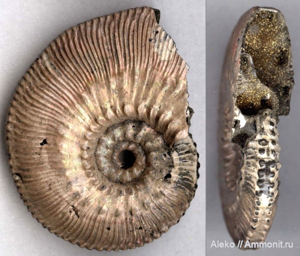 Kosmoceras, Kosmoceras posterior