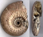 Kosmoceras posterior Brinkmann