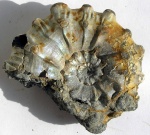 Kosmoceras ornatum