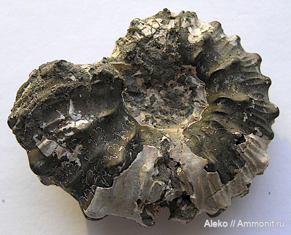 Kosmoceras, Kosmoceras gemmatum