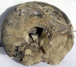 Kosmoceras ex gr. geminatum